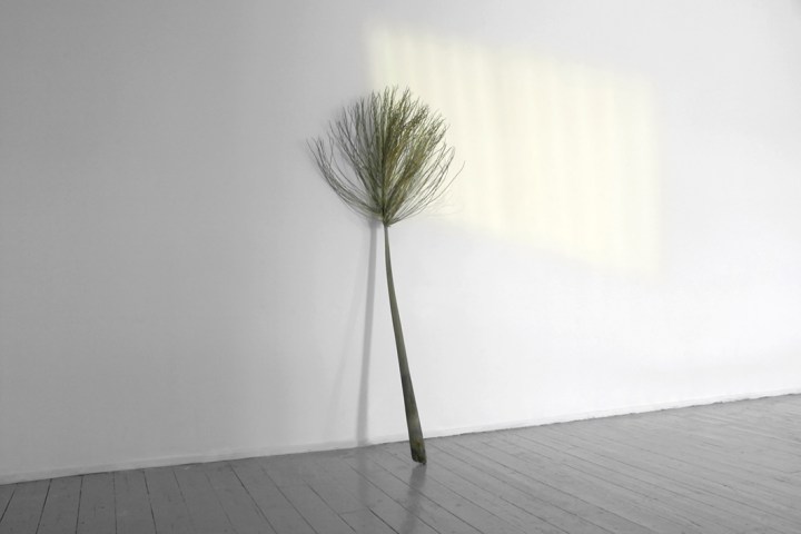 De Stefani - Pause flag